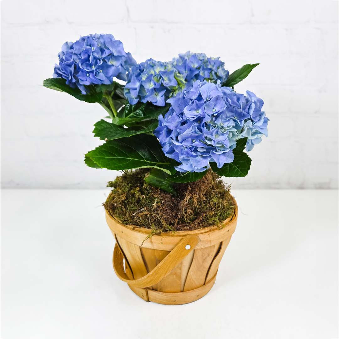 Blue Hydrangea Plant Ashland Addison Florist Co