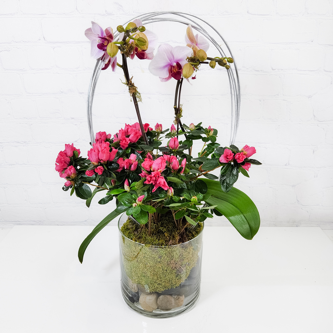 Mother's Day Orchid Planter :: Ashland Addison Florist Co.