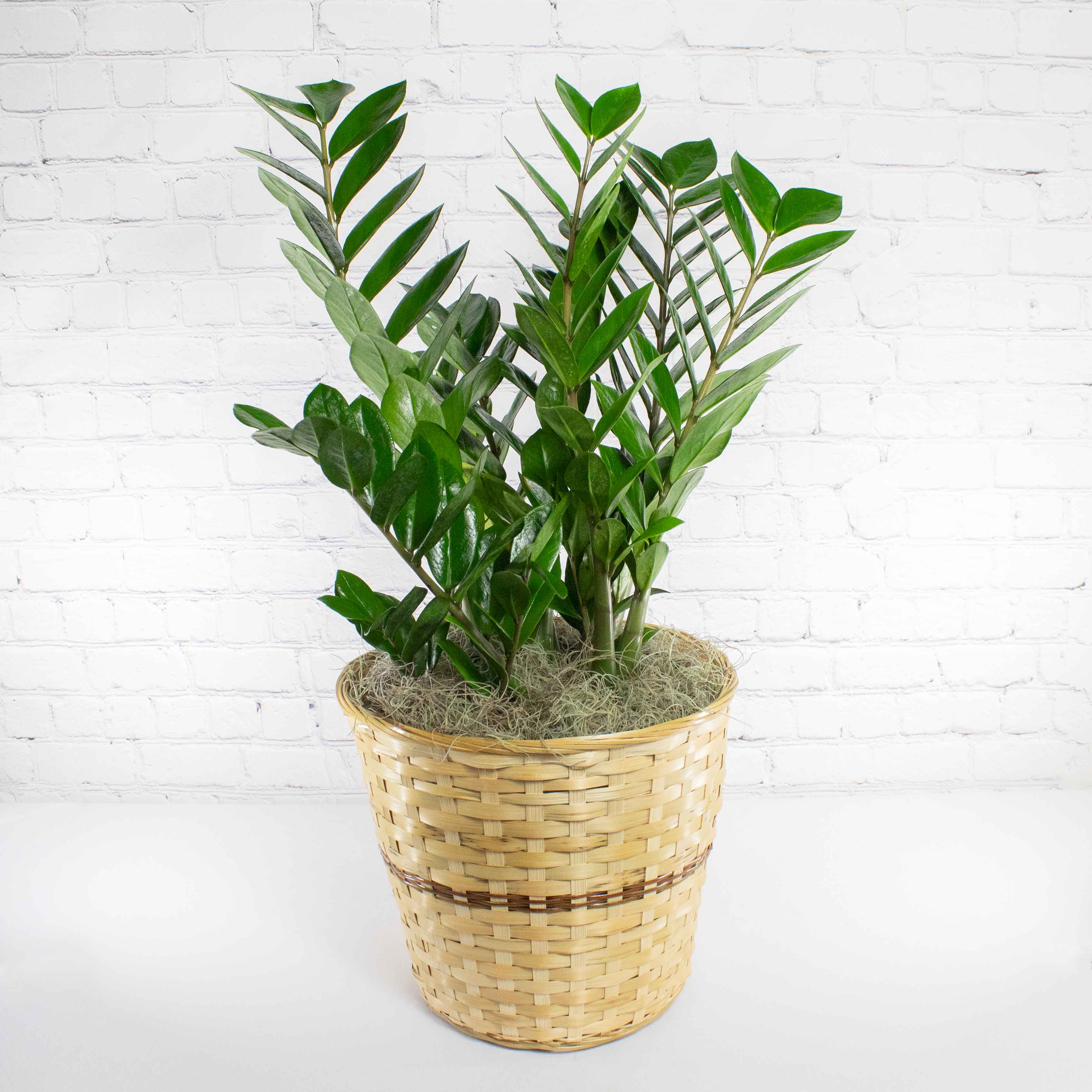 ZZ Plant - 10" :: Ashland Addison Florist Co.