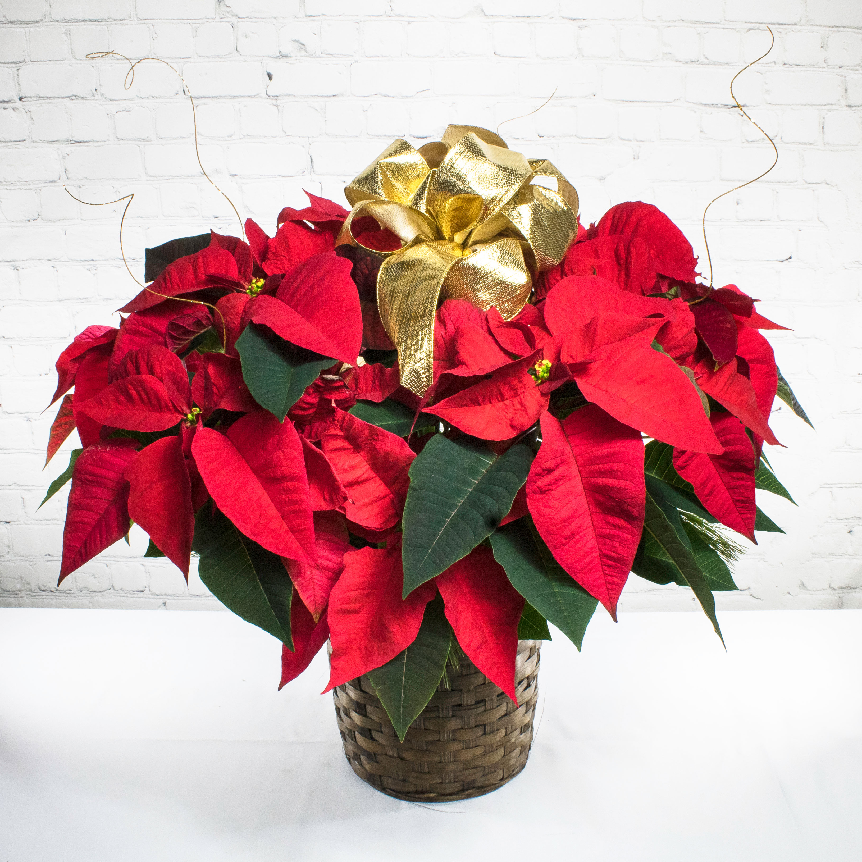 Poinsettia flower best sale arrangements