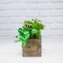 Mini Shamrock Plant