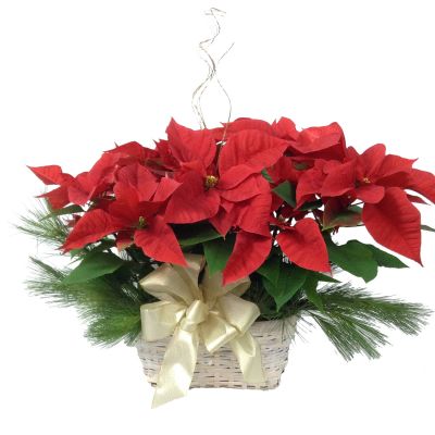 Double Poinsettia Planter