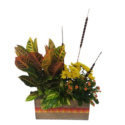 Croton Planter