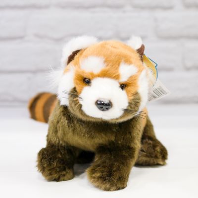 Raja the Red Panda