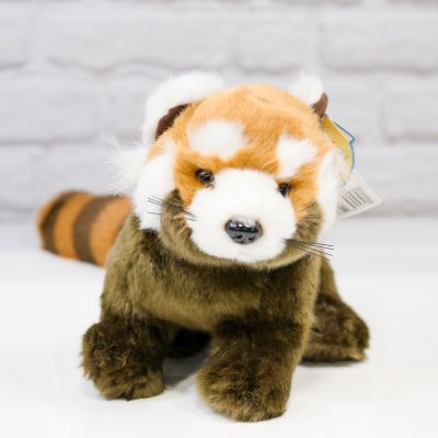 Raja the Red Panda