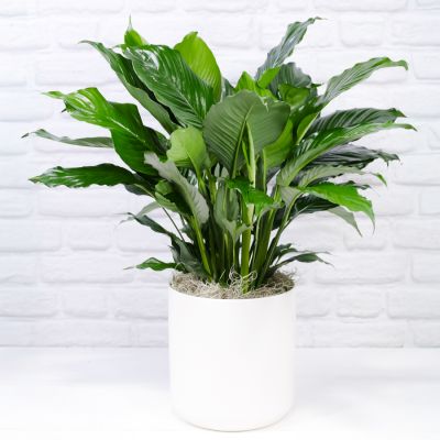 Comfort Peace Lily (8