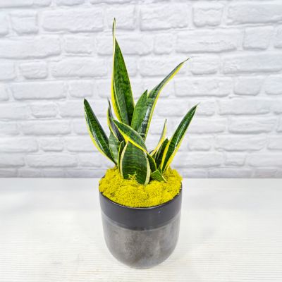 Snake Plant in Ceramic