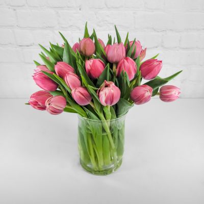 Tulip Surprise Special