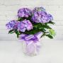 Mother's Day Hydrangea - Blue