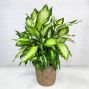 Dieffenbachia