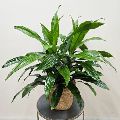 Dracaena