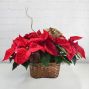 Triple Poinsettia Planter