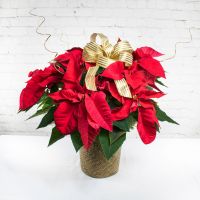  Poinsettia Plant - 2 Branch Medium