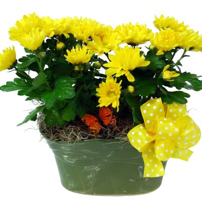 Daisy Mum Planter