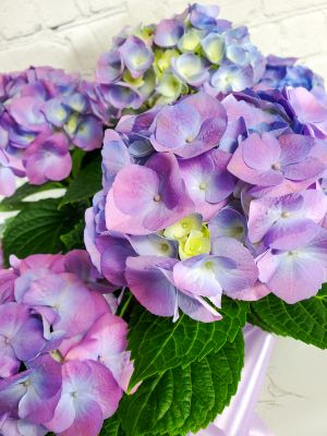 Mother's Day Hydrangea - Blue