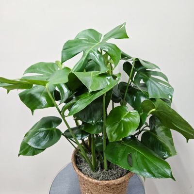 Monstera Plant