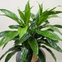 Dracaena