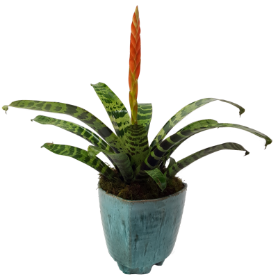 Flaming Sword Bromeliad In Ceramic