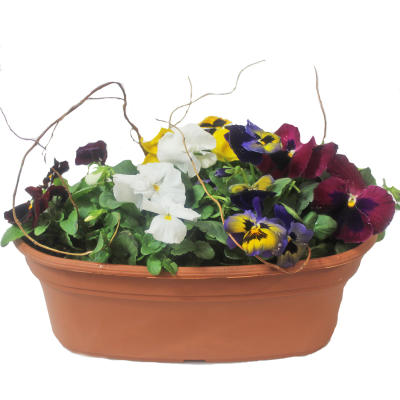 Pansy Planter