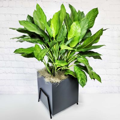 Aglaonema in Plant Stand