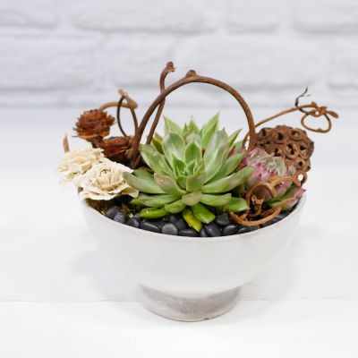 Succulent Whimsy