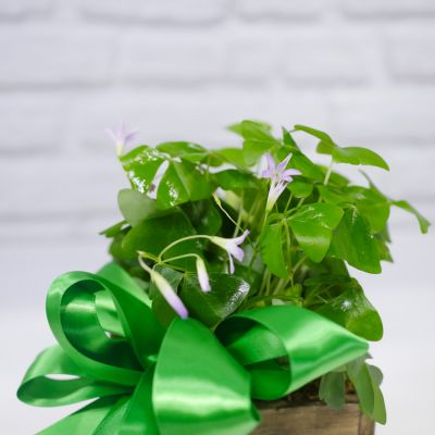 Mini Shamrock Plant