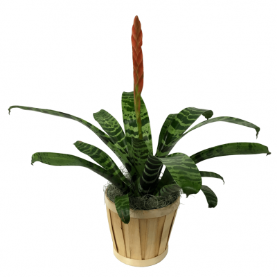 Flaming Sword Bromeliad