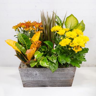 Fall Meadows Planter