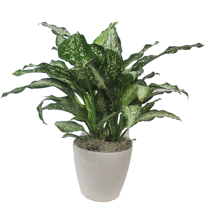 Dieffenbachia in an Upgraded Pot 