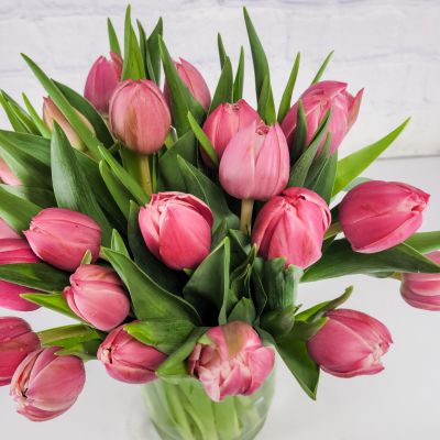 Tulip Surprise Special