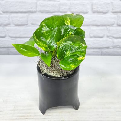 Small Pothos Plant in Ceramic