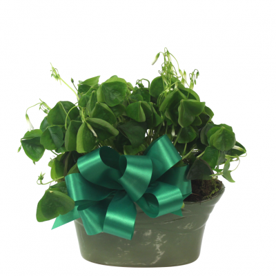 Shamrock Plant -4