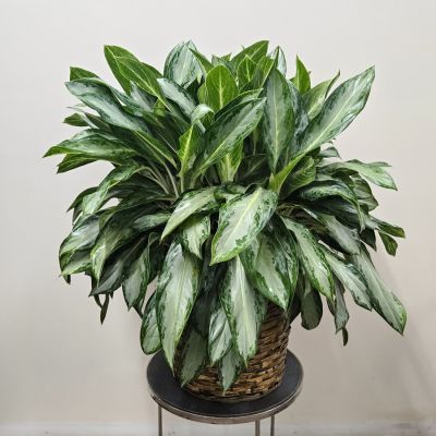 Aglaonema Plant