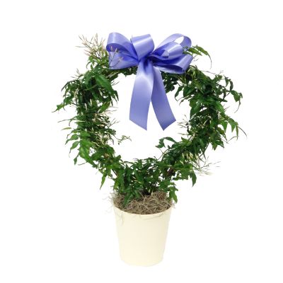 Jasmine Wreath