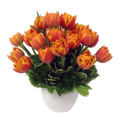 Double Petaled Tulips 