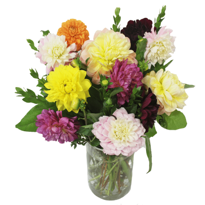 Assorted Dahlias