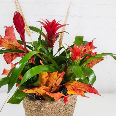 Fall Bromeliad Planter