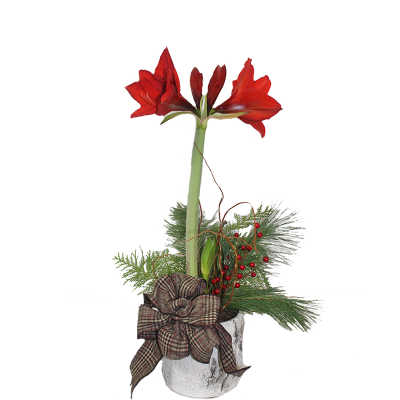 Christmas Amaryllis