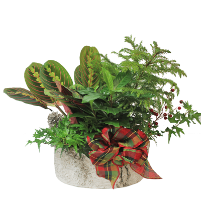 Christmas Birchwood Planter