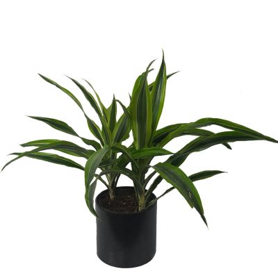 Dracaena Lemon-Lime Plant