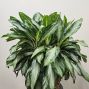 Aglaonema Plant