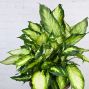 Dieffenbachia