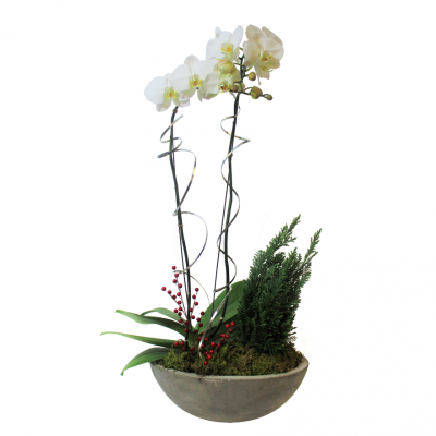 Orchid & Cypress Planter