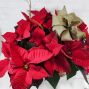 Triple Poinsettia Planter