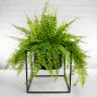 Fern Plant