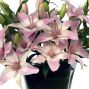 Pink Asiatic Lilies 