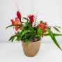 Fall Bromeliad Planter