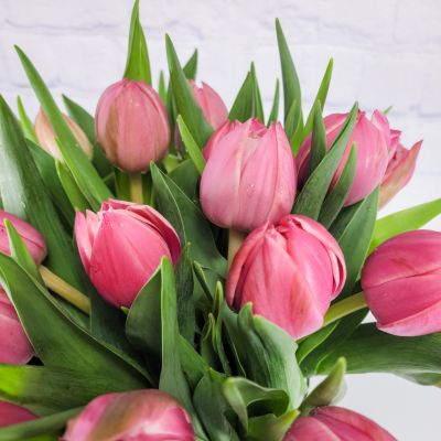 Tulip Surprise Special :: Ashland Addison Florist Co.