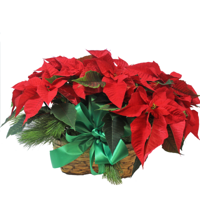 Double Poinsettia Plant