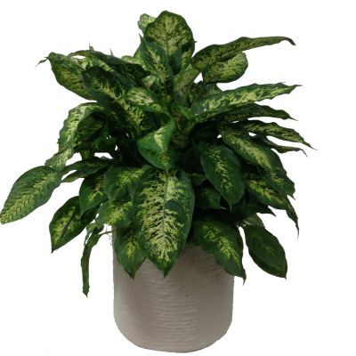 Dieffenbachia Plant